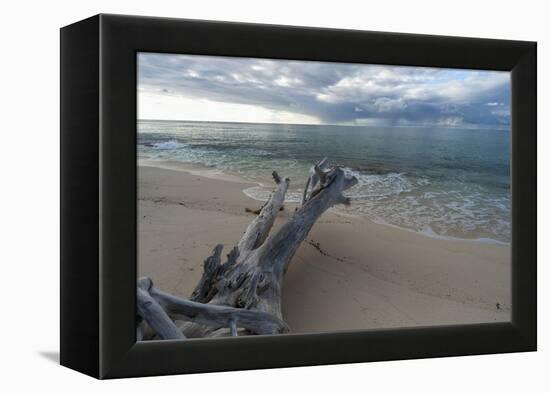 Denis Island, Seychelles-Sergio Pitamitz-Framed Premier Image Canvas