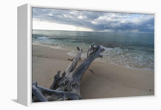 Denis Island, Seychelles-Sergio Pitamitz-Framed Premier Image Canvas