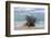 Denis Island, Seychelles-Sergio Pitamitz-Framed Photographic Print