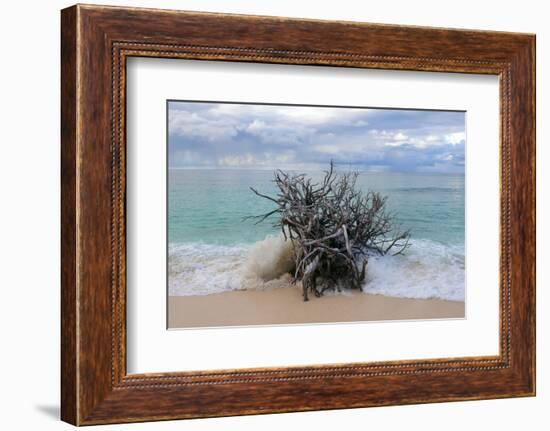 Denis Island, Seychelles-Sergio Pitamitz-Framed Photographic Print