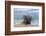 Denis Island, Seychelles-Sergio Pitamitz-Framed Photographic Print