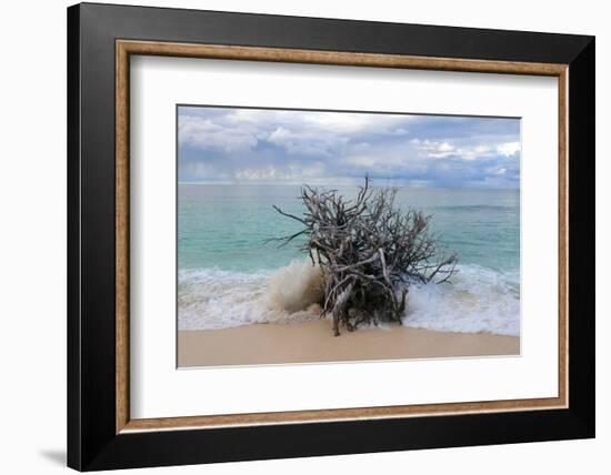 Denis Island, Seychelles-Sergio Pitamitz-Framed Photographic Print