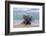 Denis Island, Seychelles-Sergio Pitamitz-Framed Photographic Print