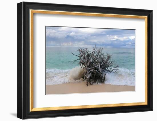 Denis Island, Seychelles-Sergio Pitamitz-Framed Photographic Print