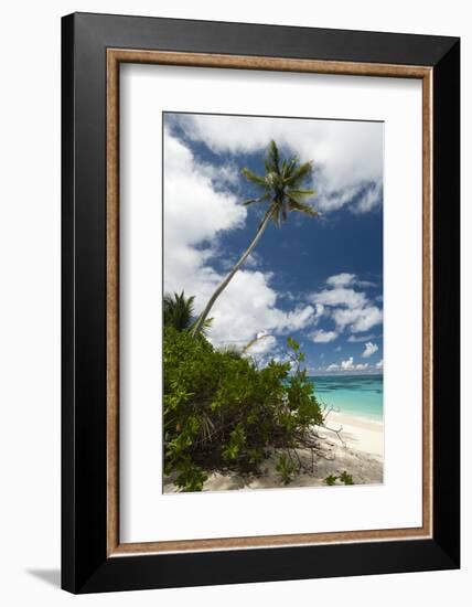 Denis Island, Seychelles-Sergio Pitamitz-Framed Photographic Print