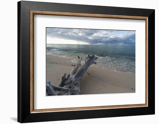 Denis Island, Seychelles-Sergio Pitamitz-Framed Photographic Print