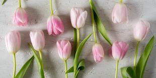 Pink Tulips on a White Background Horizontal-Denis Karpenkov-Photographic Print