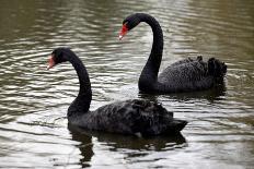 Black Swans-Denise Swanson-Framed Photographic Print