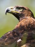 Golden Eagle-Denise Swanson-Photographic Print