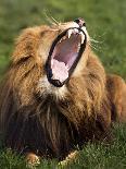 Yawning Male Lion-Denise Swanson-Photographic Print