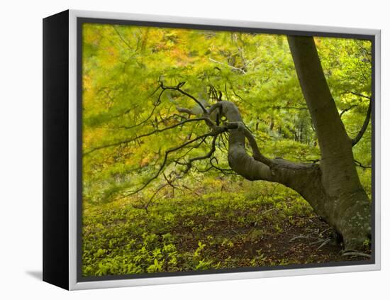 Denmark, Island Moen, Old Beech Tree in the Forest of Mon's Klint, Klinteskoven-K. Schlierbach-Framed Premier Image Canvas