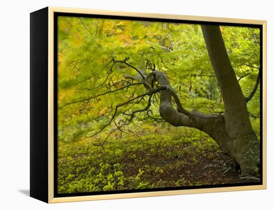 Denmark, Island Moen, Old Beech Tree in the Forest of Mon's Klint, Klinteskoven-K. Schlierbach-Framed Premier Image Canvas