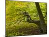 Denmark, Island Moen, Old Beech Tree in the Forest of Mon's Klint, Klinteskoven-K. Schlierbach-Mounted Photographic Print