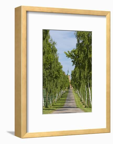 Denmark, Jutland, Avenue of Birches, Country House-Chris Seba-Framed Photographic Print