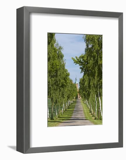 Denmark, Jutland, Avenue of Birches, Country House-Chris Seba-Framed Photographic Print