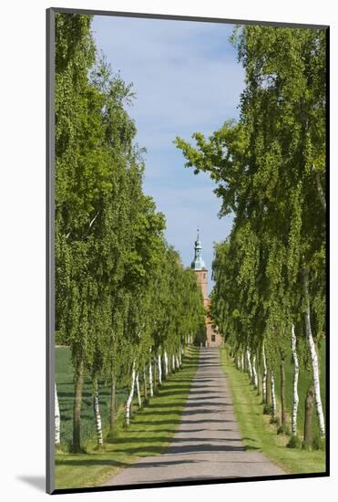 Denmark, Jutland, Avenue of Birches, Country House-Chris Seba-Mounted Photographic Print