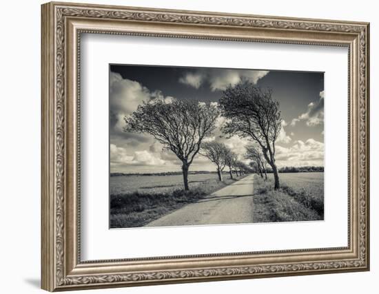 Denmark, Jutland, Mogeltonder, Country Road and Wind-Bent Trees-Walter Bibikow-Framed Photographic Print