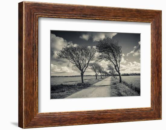 Denmark, Jutland, Mogeltonder, Country Road and Wind-Bent Trees-Walter Bibikow-Framed Photographic Print