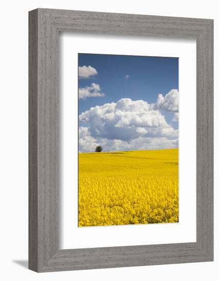 Denmark, Jutland, Odum, Rapeseed Field, Springtime-Walter Bibikow-Framed Photographic Print