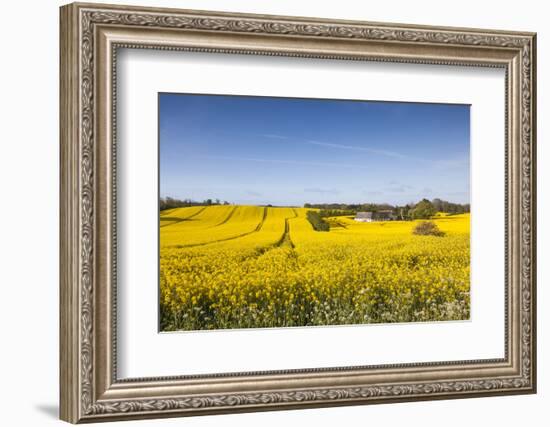 Denmark, Mon, Magleby, Farm and Rapeseed Field, Springtime, Dawn-Walter Bibikow-Framed Photographic Print