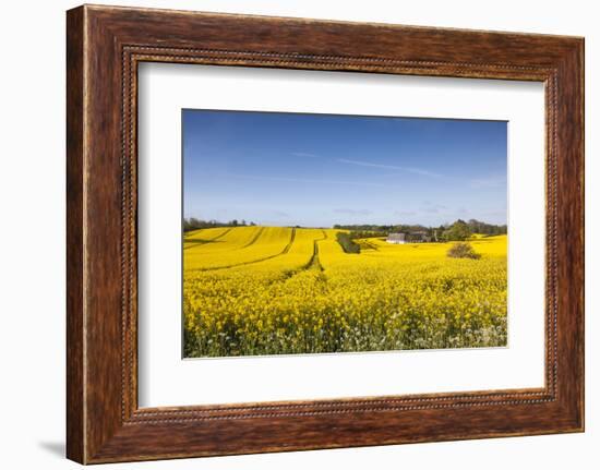 Denmark, Mon, Magleby, Farm and Rapeseed Field, Springtime, Dawn-Walter Bibikow-Framed Photographic Print