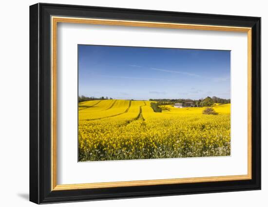 Denmark, Mon, Magleby, Farm and Rapeseed Field, Springtime, Dawn-Walter Bibikow-Framed Photographic Print