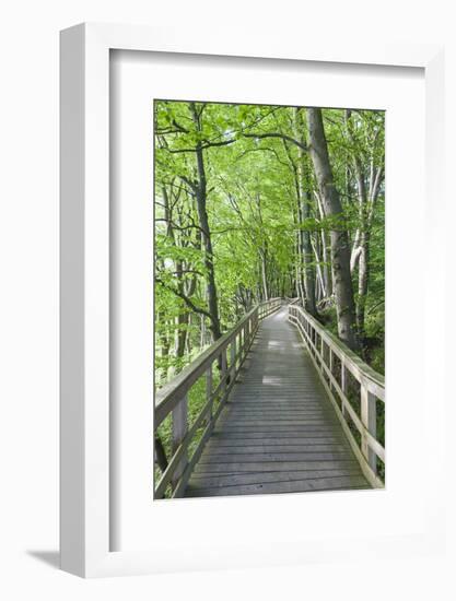 Denmark, Mon, Mons Klimt, Boardwalk to the Cliffs-Walter Bibikow-Framed Photographic Print