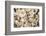 Denmark, Zealand, Copenhagen, Torvehallerne Kph, Mushrooms-Walter Bibikow-Framed Photographic Print