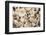 Denmark, Zealand, Copenhagen, Torvehallerne Kph, Mushrooms-Walter Bibikow-Framed Photographic Print