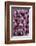 Denmark, Zealand, Copenhagen, Torvehallerne Kph, Onions-Walter Bibikow-Framed Photographic Print