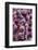 Denmark, Zealand, Copenhagen, Torvehallerne Kph, Onions-Walter Bibikow-Framed Photographic Print