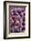 Denmark, Zealand, Copenhagen, Torvehallerne Kph, Onions-Walter Bibikow-Framed Photographic Print