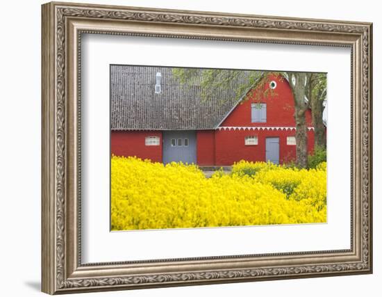 Denmark, Zealand, Olstykke, Red Farm and Yellow Rapeseed Flowers, Springtime-Walter Bibikow-Framed Photographic Print