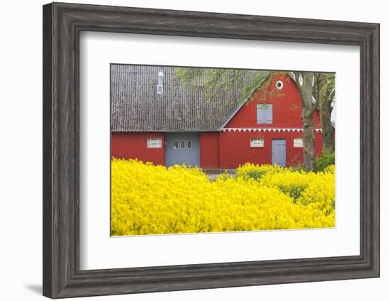 Denmark, Zealand, Olstykke, Red Farm and Yellow Rapeseed Flowers, Springtime-Walter Bibikow-Framed Photographic Print