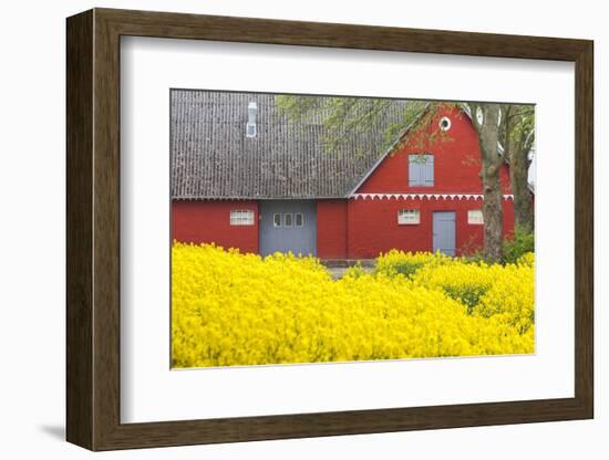 Denmark, Zealand, Olstykke, Red Farm and Yellow Rapeseed Flowers, Springtime-Walter Bibikow-Framed Photographic Print