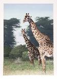 Giraffes of Manyara from the Artist's Africa Portfolio-Dennis Curry-Framed Collectable Print