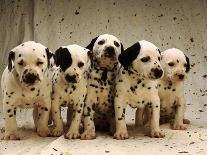 Dalmatian Puppies-Dennis Degnan-Framed Photographic Print