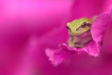 A green tree frog hides in a flower.-Dennis Fast-Laminated Photographic Print