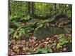 Photographic Print