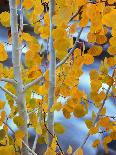 Autumn Leaves on Aspen Tree in the Sierra Nevada Range, Bishop, California, Usa-Dennis Flaherty-Photographic Print