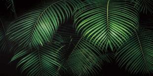 Tropical Canopies-Dennis Frates-Art Print
