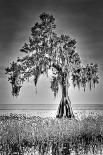 Big Cypress-Dennis Goodman-Framed Photographic Print