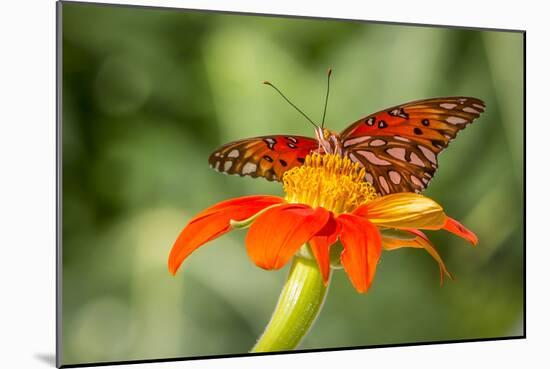 Dennis Goodman Butterfly-Dennis Goodman-Mounted Photographic Print