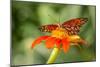 Dennis Goodman Butterfly-Dennis Goodman-Mounted Photographic Print