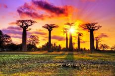 Beautiful Baobab Trees at Sunset at the Avenue of the Baobabs in Madagascar. HDR-Dennis van de Water-Framed Photographic Print