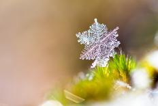 Beautiful close up Image of a Snowflake on the Ground in Nature-Dennis van de Water-Photographic Print