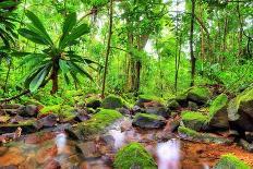 Tropical River Masoala-dennisvdw-Framed Premier Image Canvas