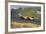 Denny Hulme, Dutch Grand Prix, Zandvoort, 1968-null-Framed Photographic Print