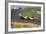 Denny Hulme, Dutch Grand Prix, Zandvoort, 1968-null-Framed Photographic Print