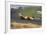 Denny Hulme, Dutch Grand Prix, Zandvoort, 1968-null-Framed Photographic Print